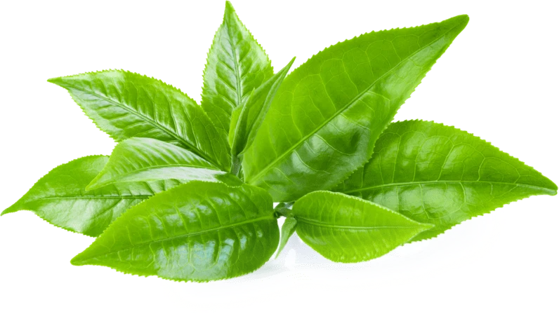 GlycoFortin Ingredient Green Tea Leaf Extract