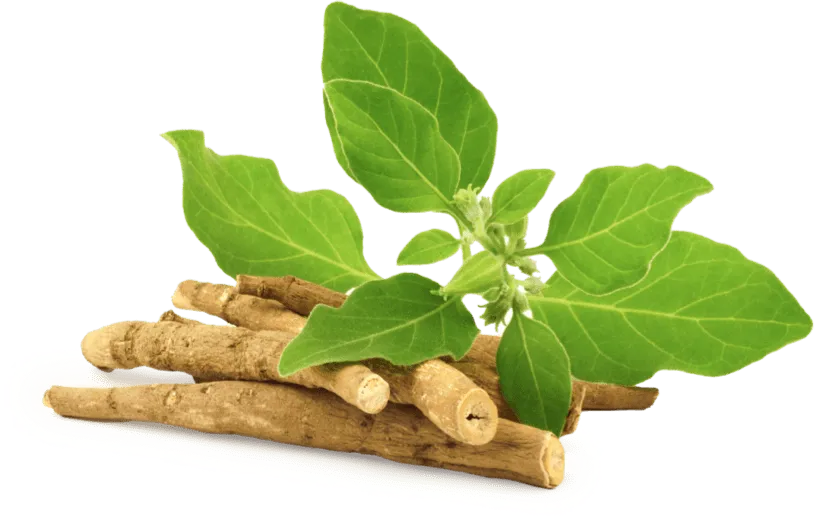 GlycoFortin Ingredient Panax Ginseng Aerial Extract