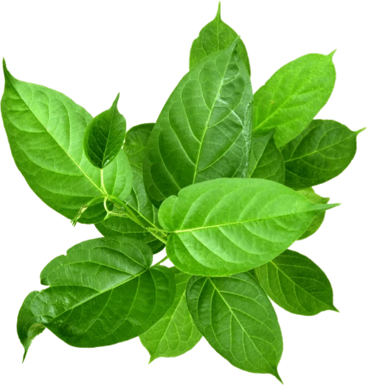 GlycoFortin Ingredient Gymnema Leaf Extract